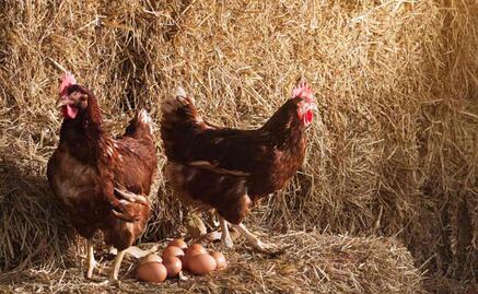 ¿El precio del huevo podría subir en México por la "gripe aviar"?