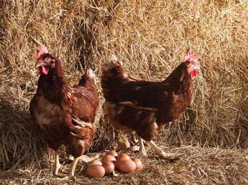 ¿El precio del huevo podría subir en México por la "gripe aviar"?