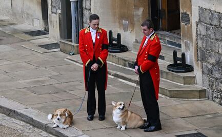 Los corgis de la reina Isabel II también están presentes en el funeral de la monarca