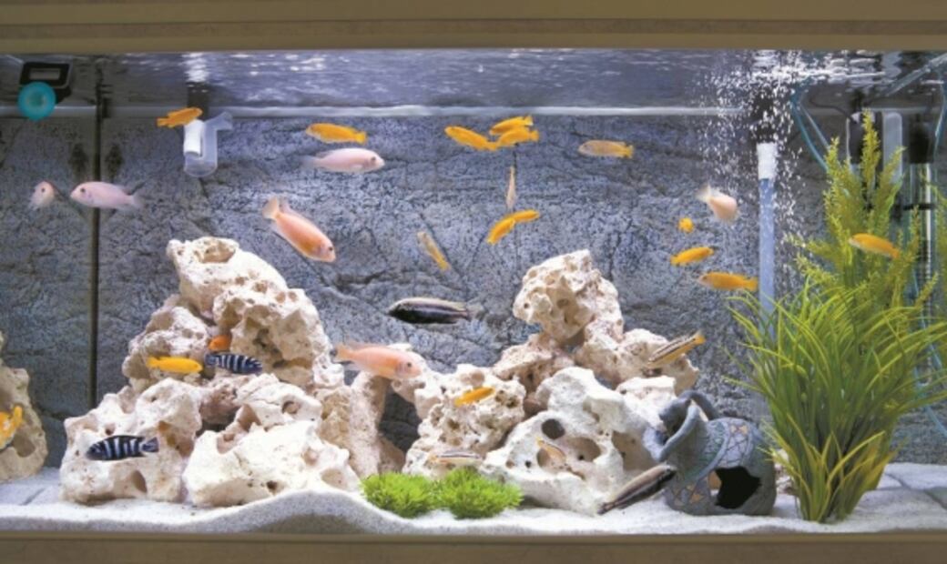 Estos son los beneficios de tener una mascota