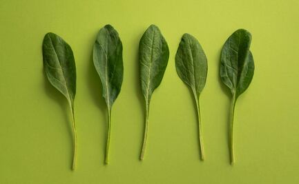 Aprende la mejor forma para guardar las hojas de espinaca sin que pierdan los nutrientes
