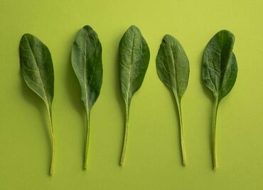 Aprende la mejor forma para guardar las hojas de espinaca sin que pierdan los nutrientes