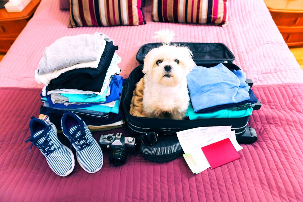 Descubre los requisitos que necesitas para lleva a tu mascota de viaje. (Foto: iStock)