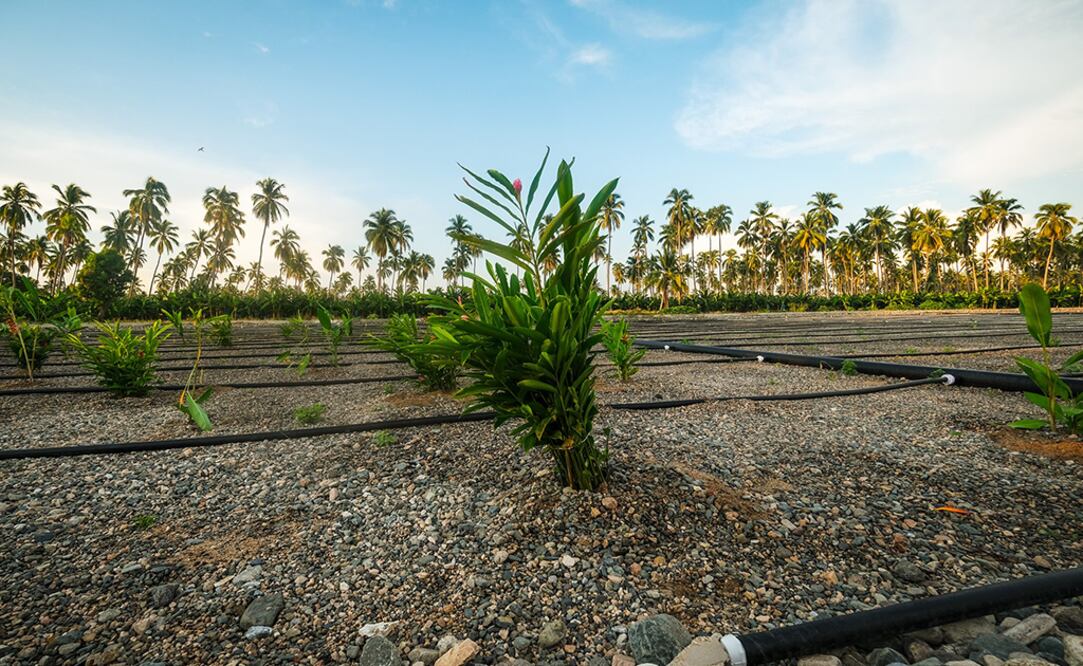 Fotos cortesía: Industria Mexicana de Coca-Cola