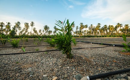 La estrategia de la Industria Mexicana de Coca-Cola con la que busca cuidar los recursos hídricos