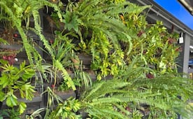 Metro CDMX: Denuncian el mal estado de las plantas y la tierra en el "muro verde" de Villa de Cortés
