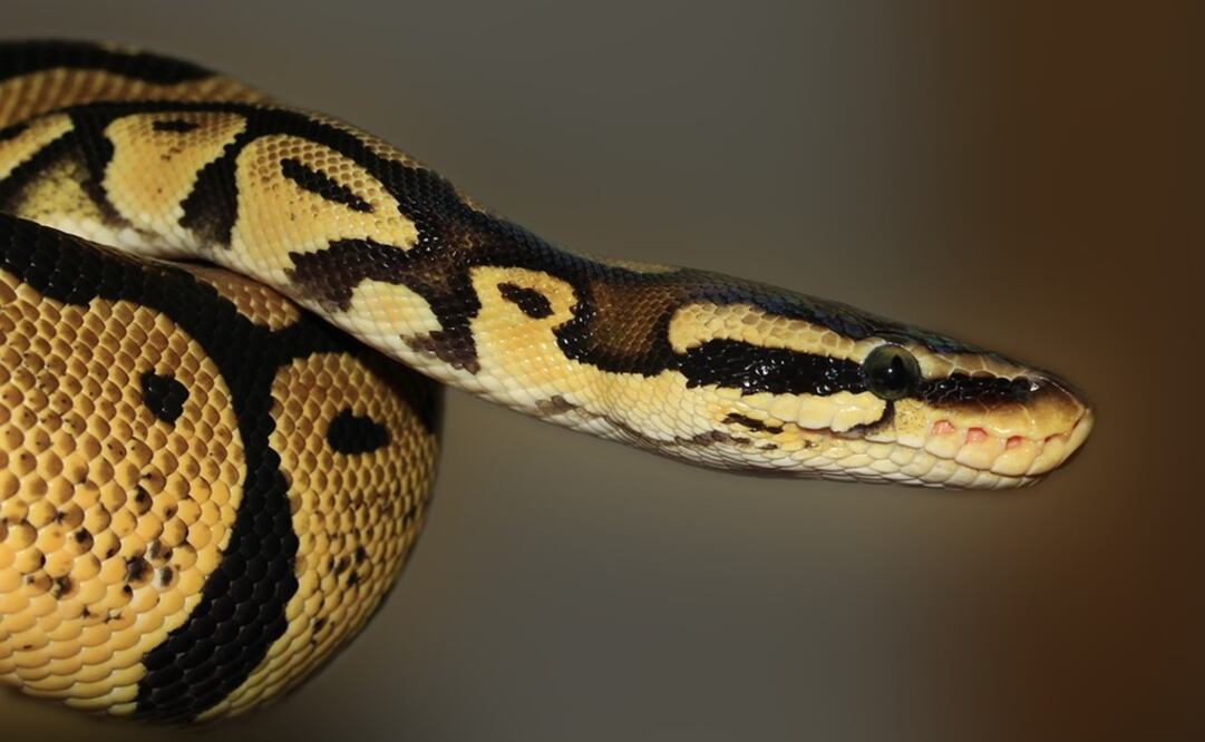 Foto: Ilustrativa. Pixabay