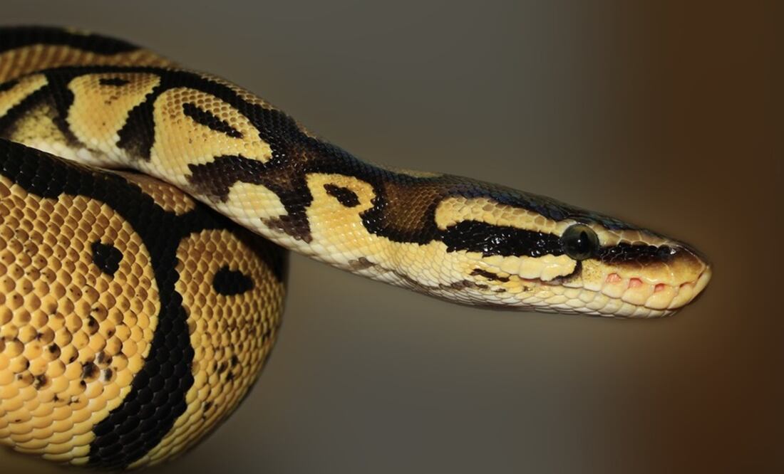 Foto: Ilustrativa. Pixabay