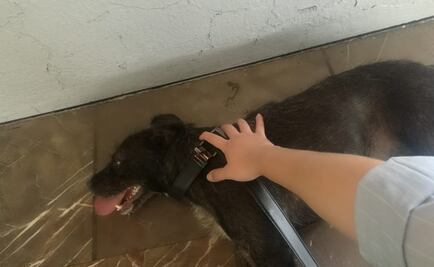 Rescatan a perro en las vías del Metro en la Línea 4