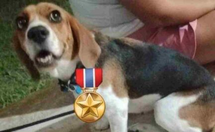 ¡Heroína! Perrita salva a más de 70 tortugas en Yucatán