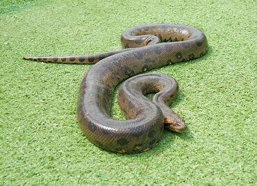 Rescatan anaconda de cuatro metros en Colombia