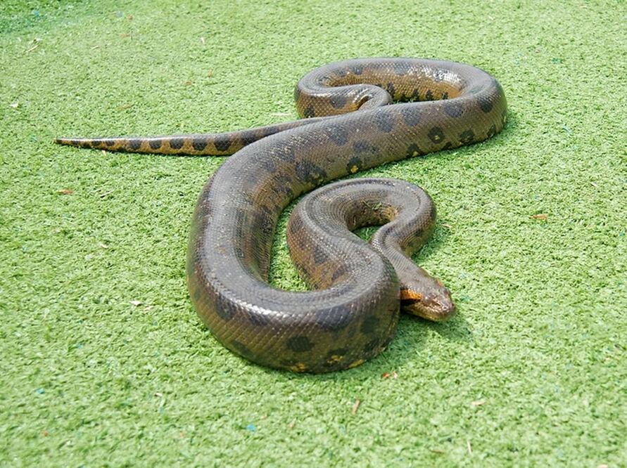 La anaconda es un reptil que habita en las cuencas de los Rios Orinoco, Putamayo,napo, Amazonas, Paraguy y Alto Parana, Guyana, Trinidad, Venezuela, Colombia, Ecuador, Peru y Bolivia. FOTO: ESPECIAL