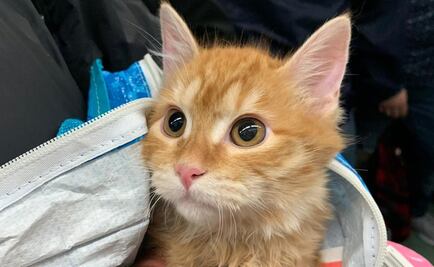 Esta es la condena por maltratar a un animal en Edoméx