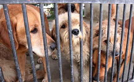 Senadores alistan reformas para endurecer sanciones contra maltrato animal