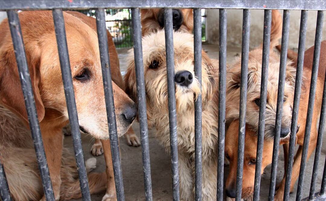 Legisladores van por penas más severas a funcionarios públicos que cometan maltrato animal. Foto: Archivo/EL UNIVERSAL