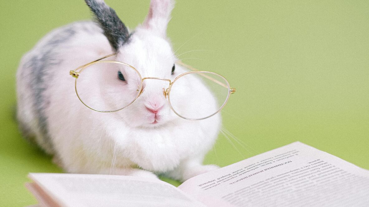 Inteligencia | Fuente: Pexels