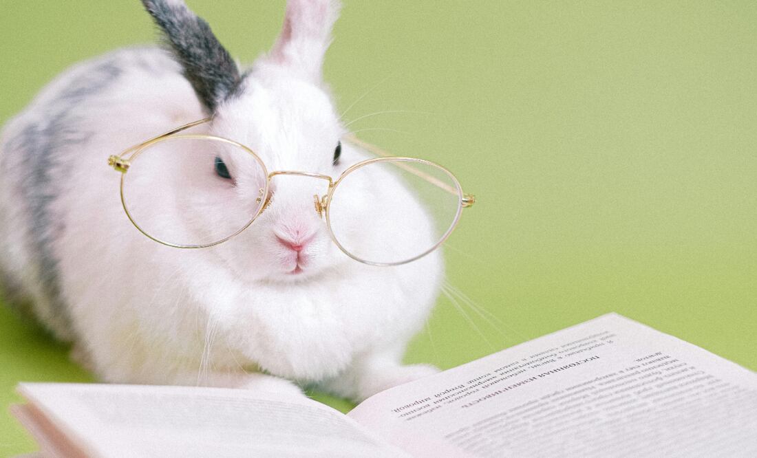 Inteligencia | Fuente: Pexels