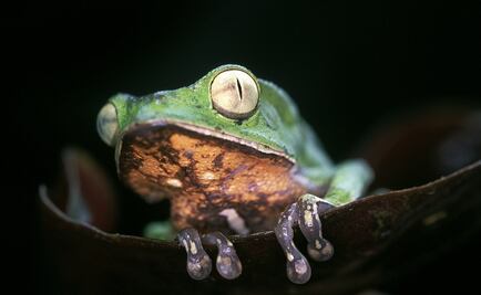 El hongo asesino de los anfibios llega a la Amazonía