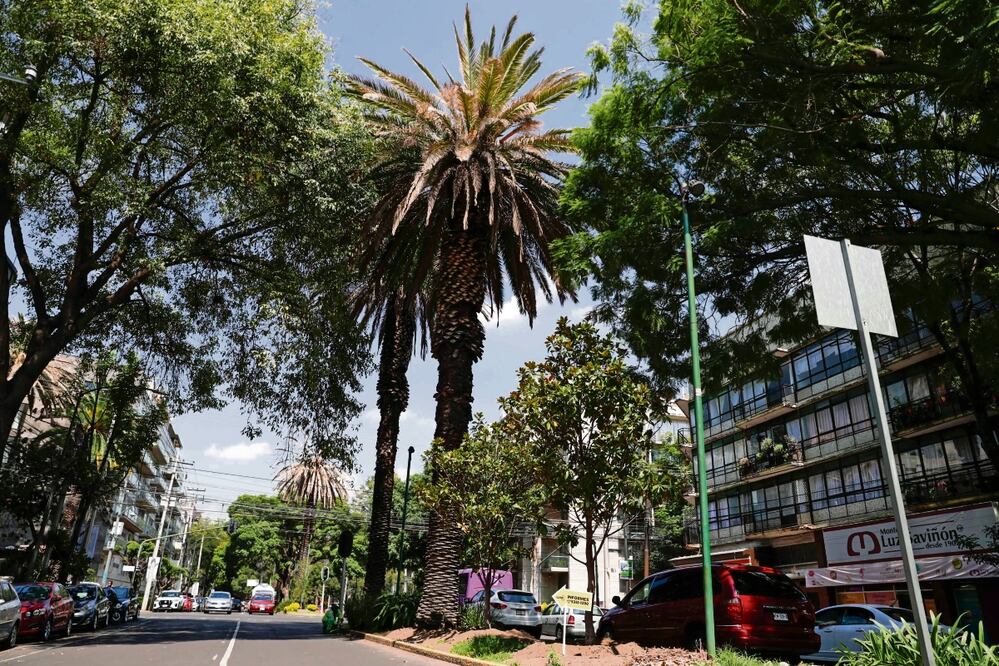 En inmediaciones de Doctor Vértiz, en la alcaldía Benito Juárez, la Secretaría del Medio Ambiente tiene contemplado retirar 155 palmeras canarias debido a que están infectadas por hongos. En zonas como Polanco también se han ubicado ejemplares muertos. Foto: Diego Simón / El Universal