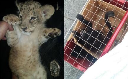 Hasta 9 años de prisión para detenidos con mono araña y cachorro de tigre
