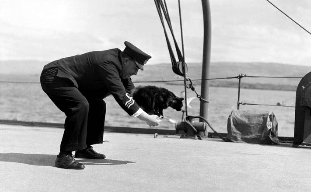 El gato Peebles fue miembro del HMS Western Isles en 1944; la imagen muestra al teniente R.H. Palmer jugando con el minino. La caza de ratas no sólo ayudó a proteger los víveres en navíos o centros de combate, también logró disminuir los casos por peste bubónica en ciudades. Foto: Ministerio de Información británico/Wikimedia Commons.