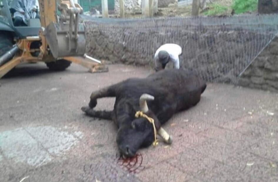 Autoridades ambientales desmienten que "Pepe" el toro haya muerto desnucado