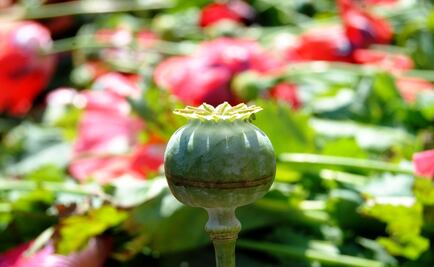 PF destruye más de 229 mil amapolas en Guerrero