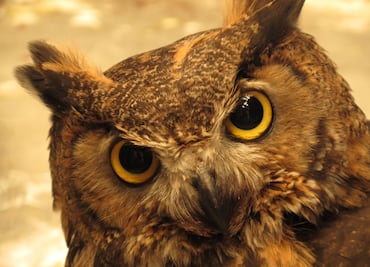 Cae hombre que transportaba carne de víbora de cascabel y búhos