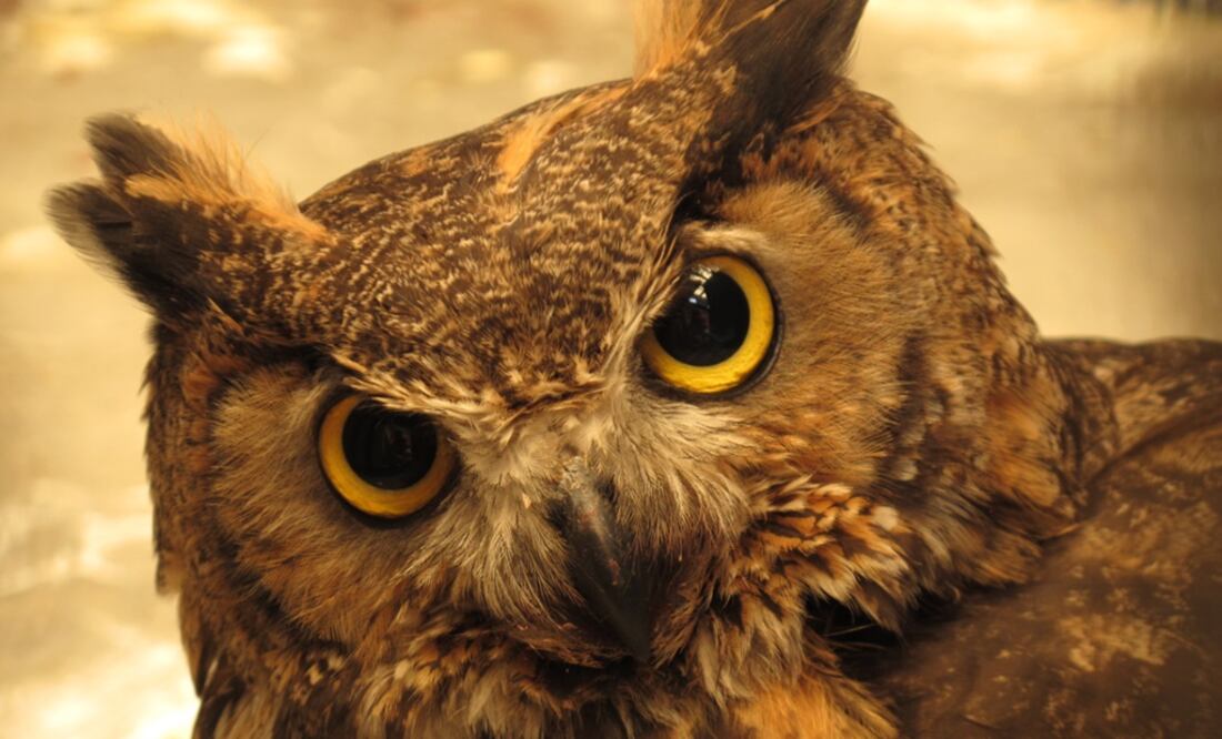 Archivo / EL UNIVERSAL