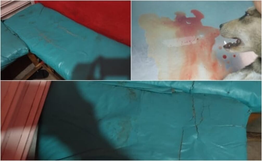 Hombre de 53 años viola a perrita de 8 meses; podría salir bajo fianza