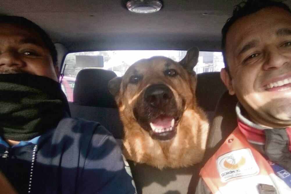 Ori, un perro de raza pastor alemán, fue localizado hace unos días en la estación Agrícola Oriental de la Línea A del Metro. Foto: ESPECIAL