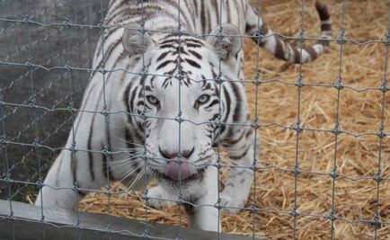 Profepa ha rescatado 420 grandes felinos este año