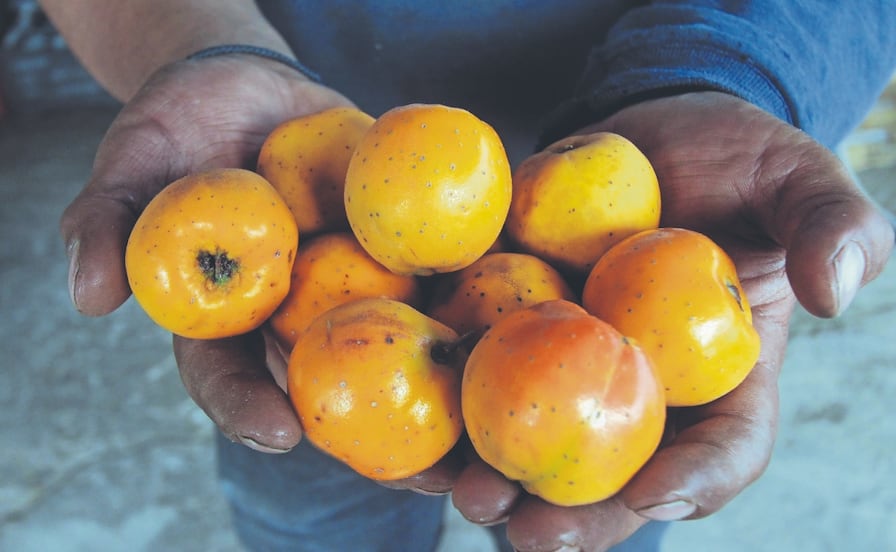 Tejocote, relegado al fondo del vaso