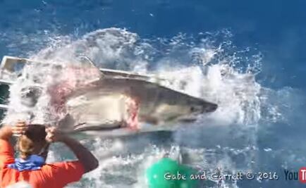 Video. Tiburón entra a jaula de buzo en BC