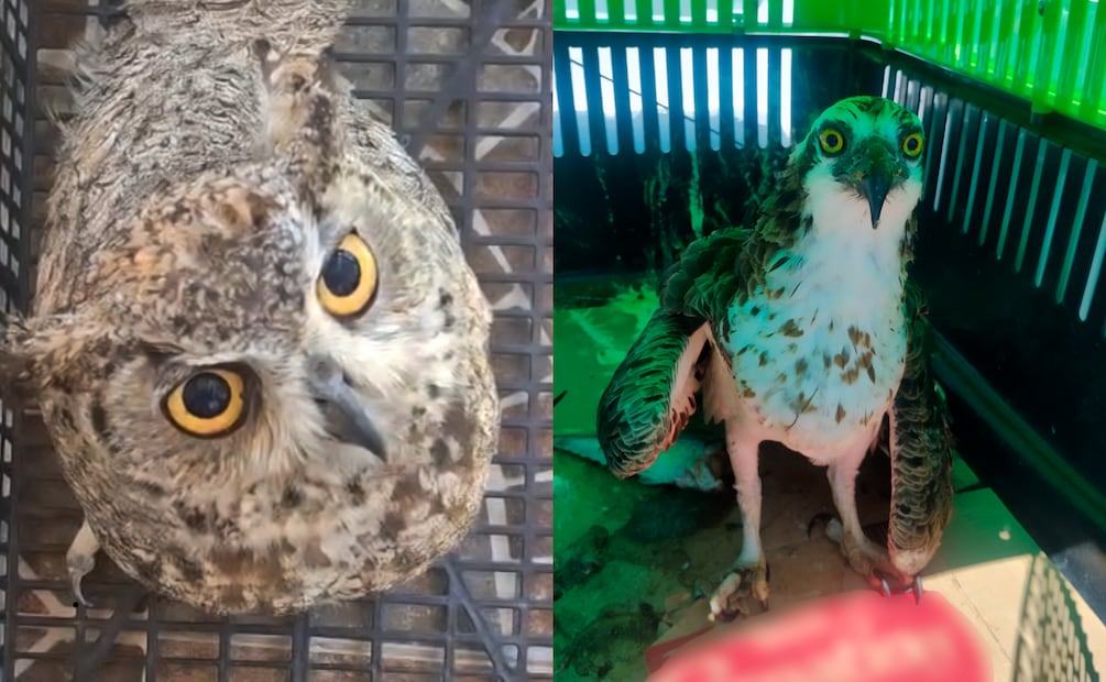 Animales rescatados por la Profepa en Baja California Sur (06/06/2026). Foto: Especial