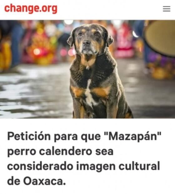 Piden que “Mazapán”, perro que baila Guelaguetza, sea imagen cultural de Oaxaca