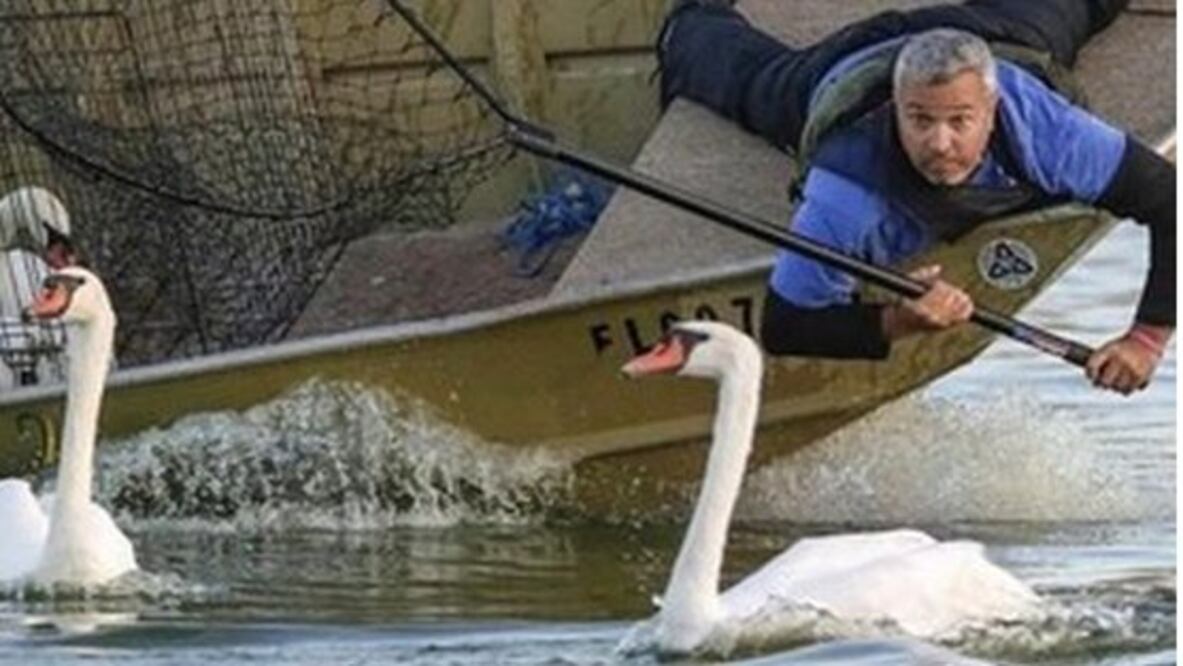 Un grupo de 36 cisnes fueron vendidos por la ciudad (Foto: City of Lakeland)