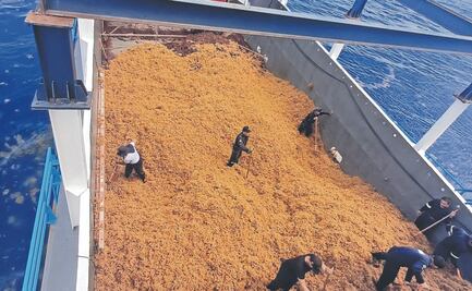 Marina ha recolectado 290 mil toneladas de sargazo desde 2019 