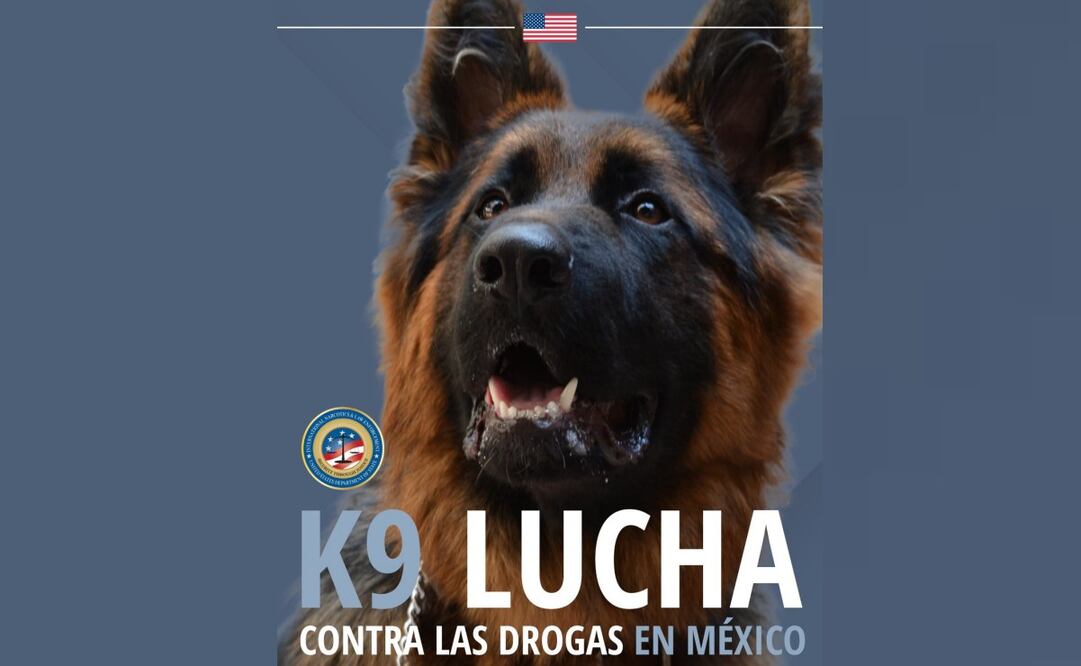 Un K9 donado ayudó a incautar metanfetamina en Tamaulipas: Embajada de EU en México. Foto: Especial