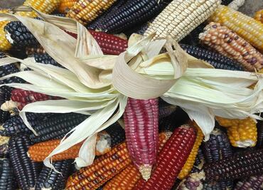 ¿De qué va la nueva ley que protege al maíz nativo?