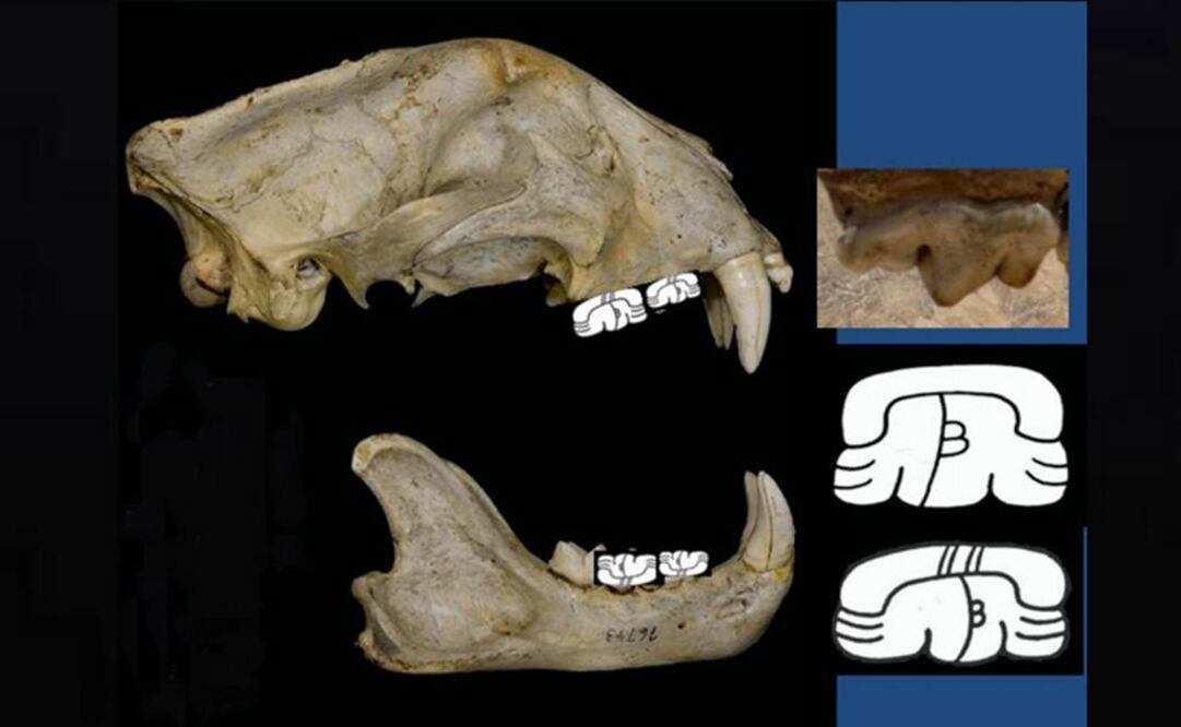 La forma básica del misterioso logograma refleja al temible molar del jaguar. FOTO: UNAM