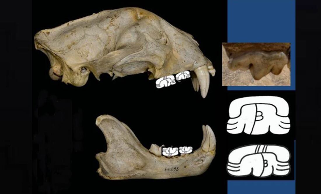La forma básica del misterioso logograma refleja al temible molar del jaguar. FOTO: UNAM