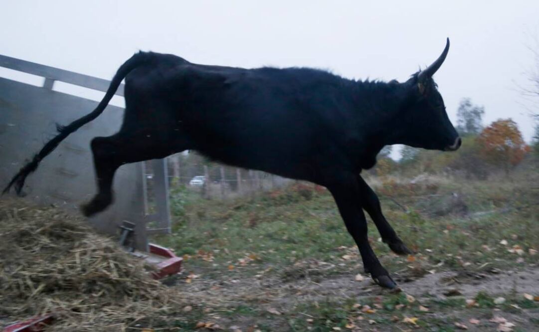 Un ejemplar de ganado íntimamente relacionado con el antiguo uro desarrollado. Foto: AP