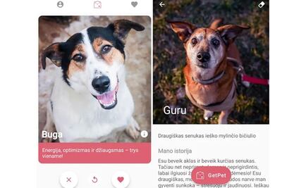"GetPet", la aplicación de citas como "Tinder" para adoptar a tu perro ideal 