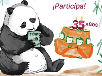 Xin Xin, la panda mexicana, celebra su cumpleaños 35; convocan a concurso de dibujo en su honor