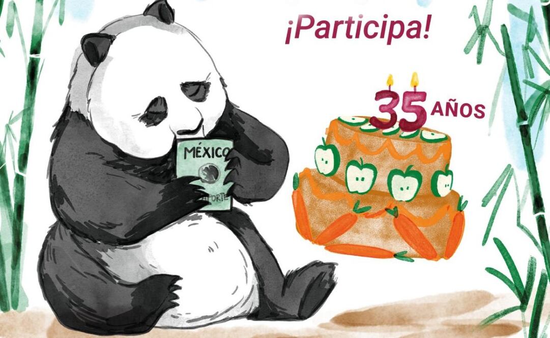 Celebra el cumpleaños 35 de Xin Xin, la  panda mexicana (06/05/2025). Foto: Captura de pantalla