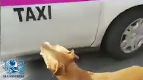 Captan a taxista cuando abandona a un perro en Azcapotzalco
