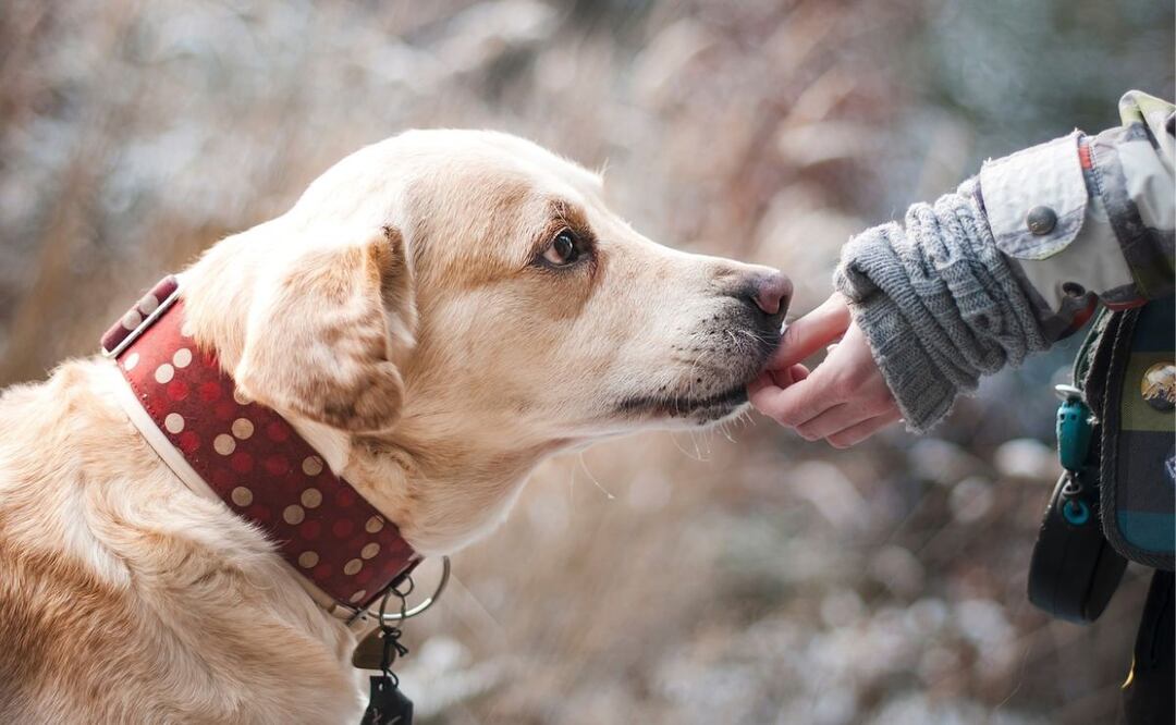 Sociabilización de perros. Fuente: Pixabay