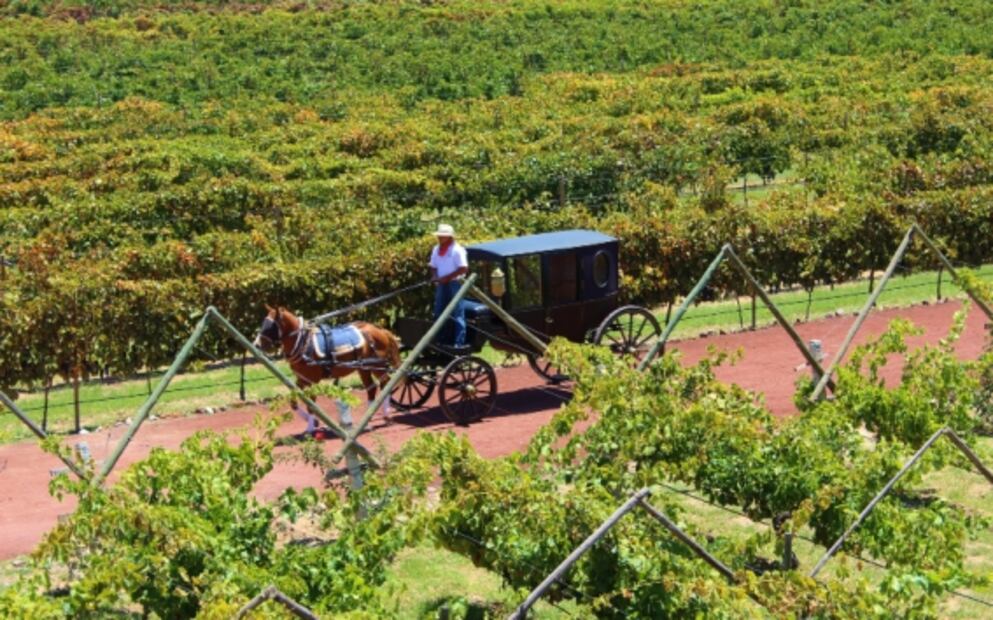 Fiestas de la Vendimia 2019: precios y actividades en Guanajuato y Querétaro