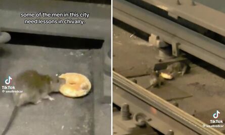 "¡Eso es amor!" Rata comparte su dona con otra en Nueva York y el video se vuelve viral